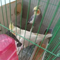 جفت عروس هلندی