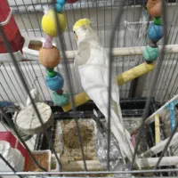 عروس هلندی|پرنده|قرچک, مهدیه|دیوار