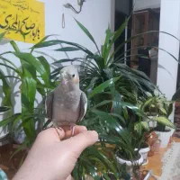 معاوضه ی یک عدد عروس هلندی با قناری