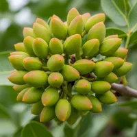 این نهال، داستان فروش شما را تغییر میدهد|خدمات باغبانی و درختکاری|مشهد, سجاد شهر|دیوار