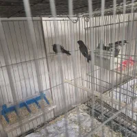 فنچ گلدین|پرنده|سیرجان, |دیوار