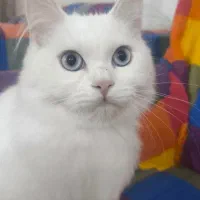 پرشین ماده چشم یخی