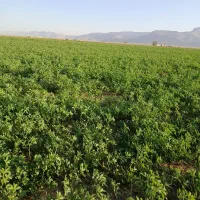 فروش کود اوره