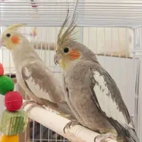 عروس  هلندی دارچینی ابلق