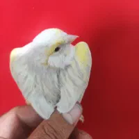 قناری اوپال ماده|پرنده|شیراز, تندگویان|دیوار