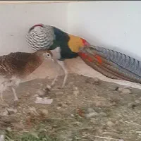 طاووس لیدی ،امریکایی بلژیکی طلایی