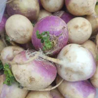 شلغم زیر قیمت