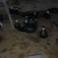 فروش اردک اسرایلی