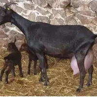 فروش بز اصیل مورسیا پرشیر