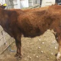 تلیسه گاوقربانی نزاییده ۲دندون