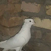 دمگیر ماده سفید|پرنده|اصفهان, همدانیان|دیوار