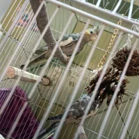 پرنده عروس هلندی|پرنده|قم, دروازه ری|دیوار