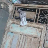 یک جفت هفت رنگ دم سفید جوجه یه آقال|پرنده|کاشمر, |دیوار