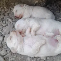 سگ شیتزو مالتیز نر و ماده