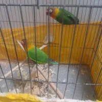 فروش طوطی برزیلی جفت آماده تخم گذاری