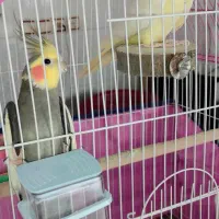 فروش عروس هلندی