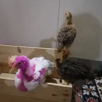 نیمچه مرغ