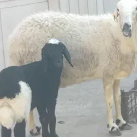میش بره ماده شیرا