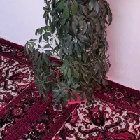 گل طبیعی شفلرا|گل و گیاه طبیعی|سهند, |دیوار