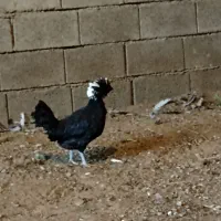 مرغ لهستانی|حیوانات مزرعه|کاشان, راوند|دیوار