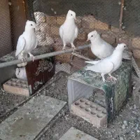 کفتر سفید کاکولی