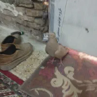کبوتر زرد پرتقالی ماده
