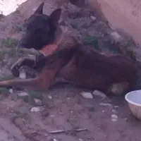 سگ مالینویز