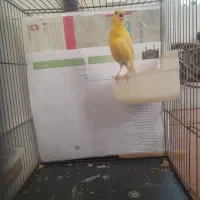 قناری ماده زرد رسمی