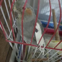 عروس هلندی ماده