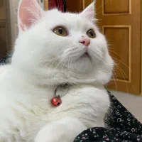 فروش گربه ی پرشین