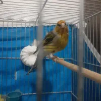 سره قناری نر