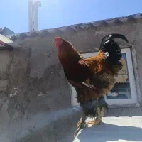 خروس برهما بوف