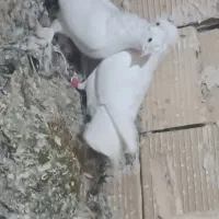 سفید دم چتری زینتی|پرنده|اسفرورین, |دیوار