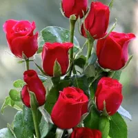 یک خط دایمی همراه اول شیراز۰۹۱۷۱۸۷۶۲۸۸