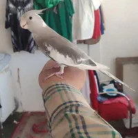 گمشده