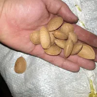 بادام