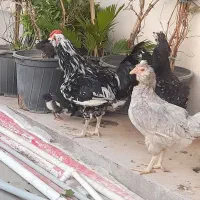 مرغ و خروس گلین لری چهلتاج ریش