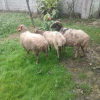 گوسفندبر