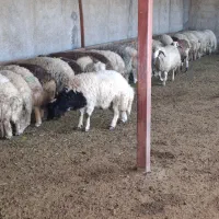 بره نر پرواری