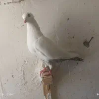 کبوتر دمسفید دوم سیا