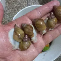 فروش مجموعه کامل پرورش حلزون +تجهیزات