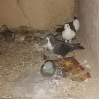 کفتر فروشی