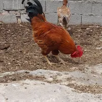 یک عدد خروس محلی