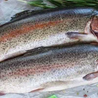 ماهی قزل آلا زنده ۵۰ عدد ۶۰۰ گرمی تا یک کیلویی