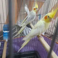 یه جفت عروس فوق مولد