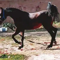 اسب مادیان۶دنگ|اسب و تجهیزات اسبسواری|اصفهان, باغ نگاره|دیوار