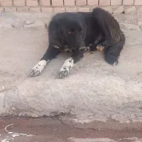 سگ قدرجونی|سگ|پلدختر, |دیوار