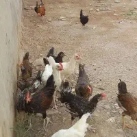 خروس  و مرغ و بچ ها