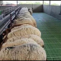 گوسفند چاق پروار کم شکم زنده گوشتدار حاج افشار|حیوانات مزرعه|تهران, ستارخان|دیوار