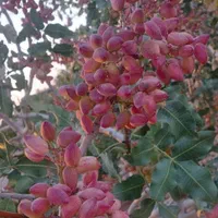 زمین پسته زار ۲۰۰۰ مترمربع ، بفروئیه میبد